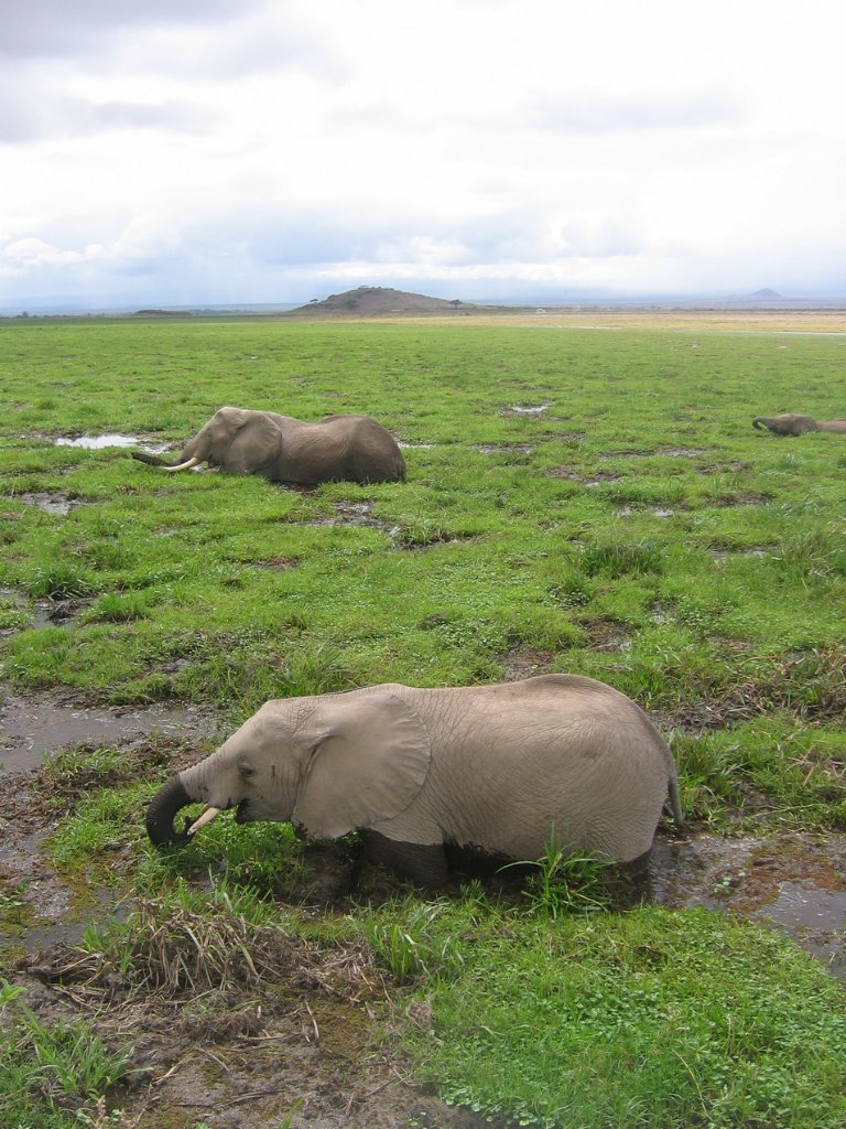 13-Elephants in Lake Amboseli.jpg - Elephants in Lake Amboseli